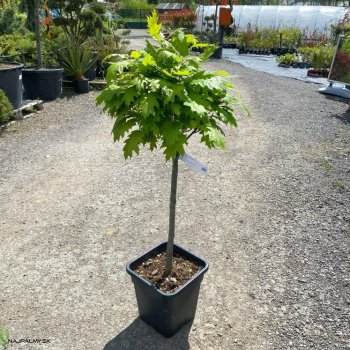 Quercus rubra (Dub červený) HAAREN´ kont. C14L, výška: 70-90 cm (-34°C) -  NA KMIENKU